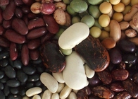 Light Speckled Kidney Beans Instant Pot Cooking